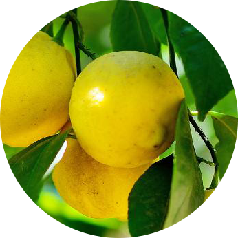 INCI - Citrónová šťava (Citrus Limon)